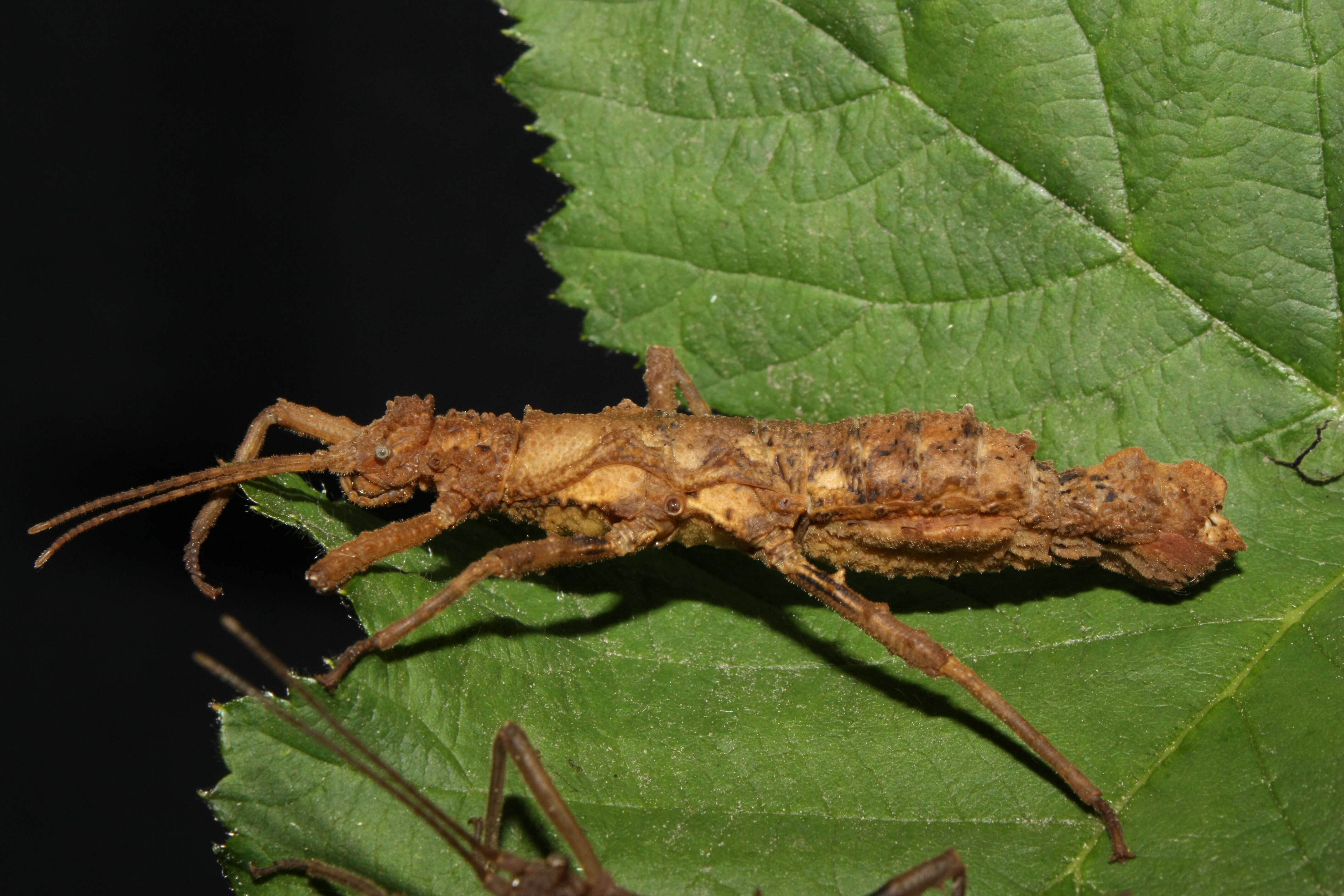 Image of Dares verrucosus Redtenbacher 1906