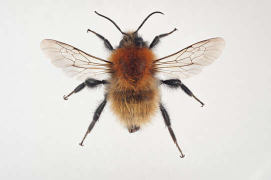 Image of Bombus muscorum (Linnaeus 1758)