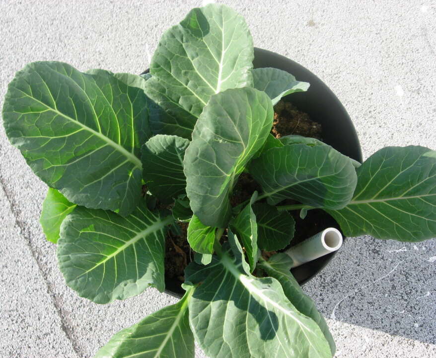 Image of Portuguese kale