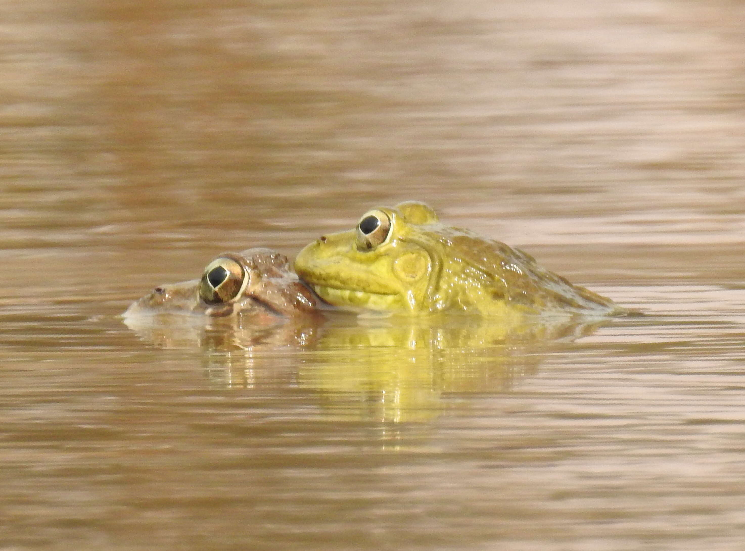 Image of Bull Frog