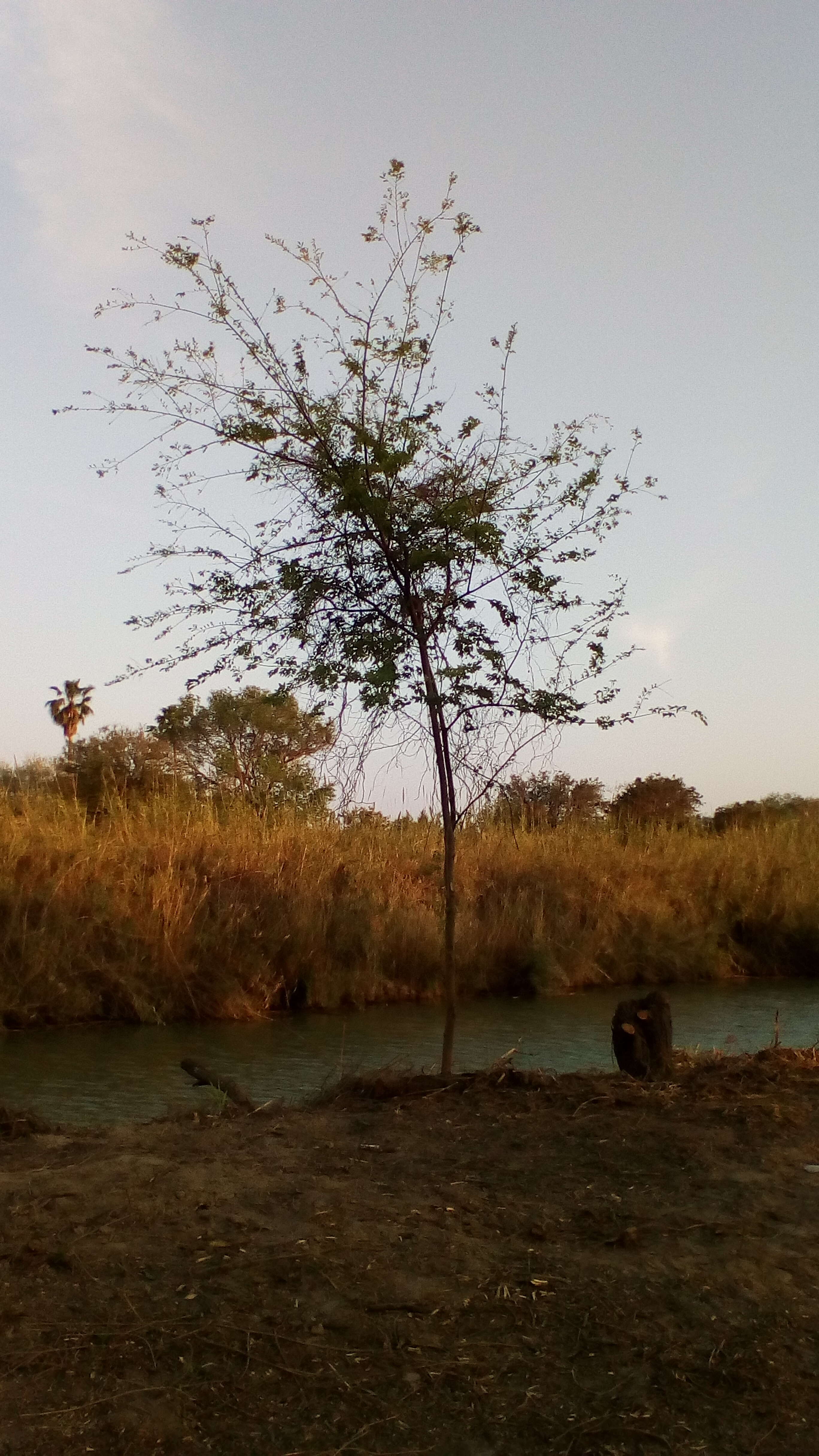 Image of Southern Hackberry