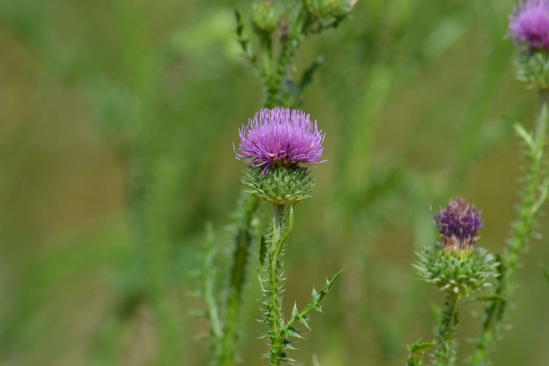 Слика од Carduus acanthoides L.