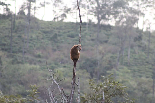 Image of Toque macaque