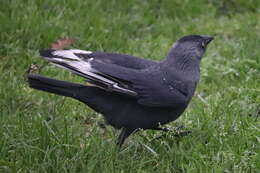 Image of Eurasian Jackdaw