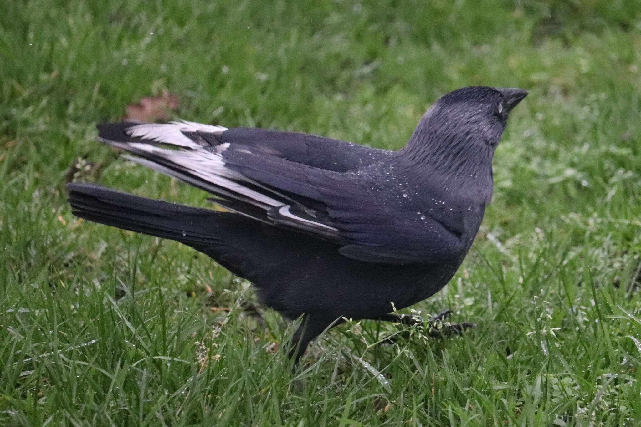 Image of Eurasian Jackdaw