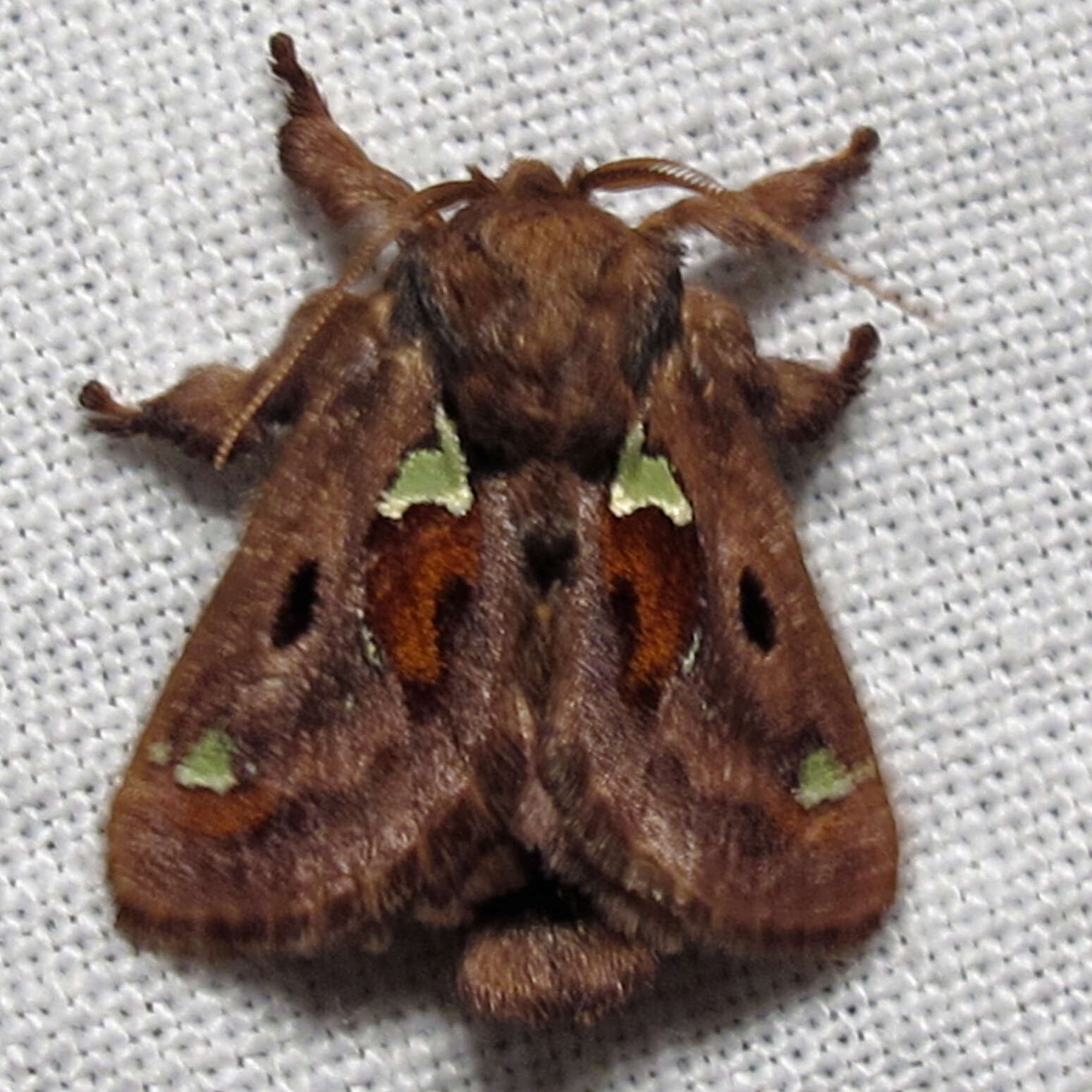 Image of Spiny Oak-Slug Moth