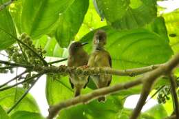 Image of Large Ponhpei White-eye