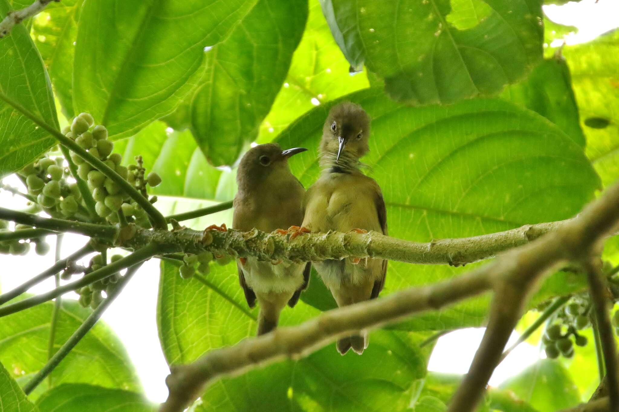 Image of Large Ponhpei White-eye