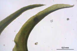 Image of dichodontium moss