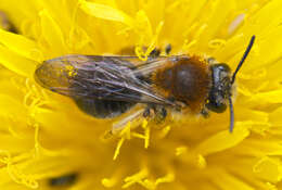 Image of early mining bee