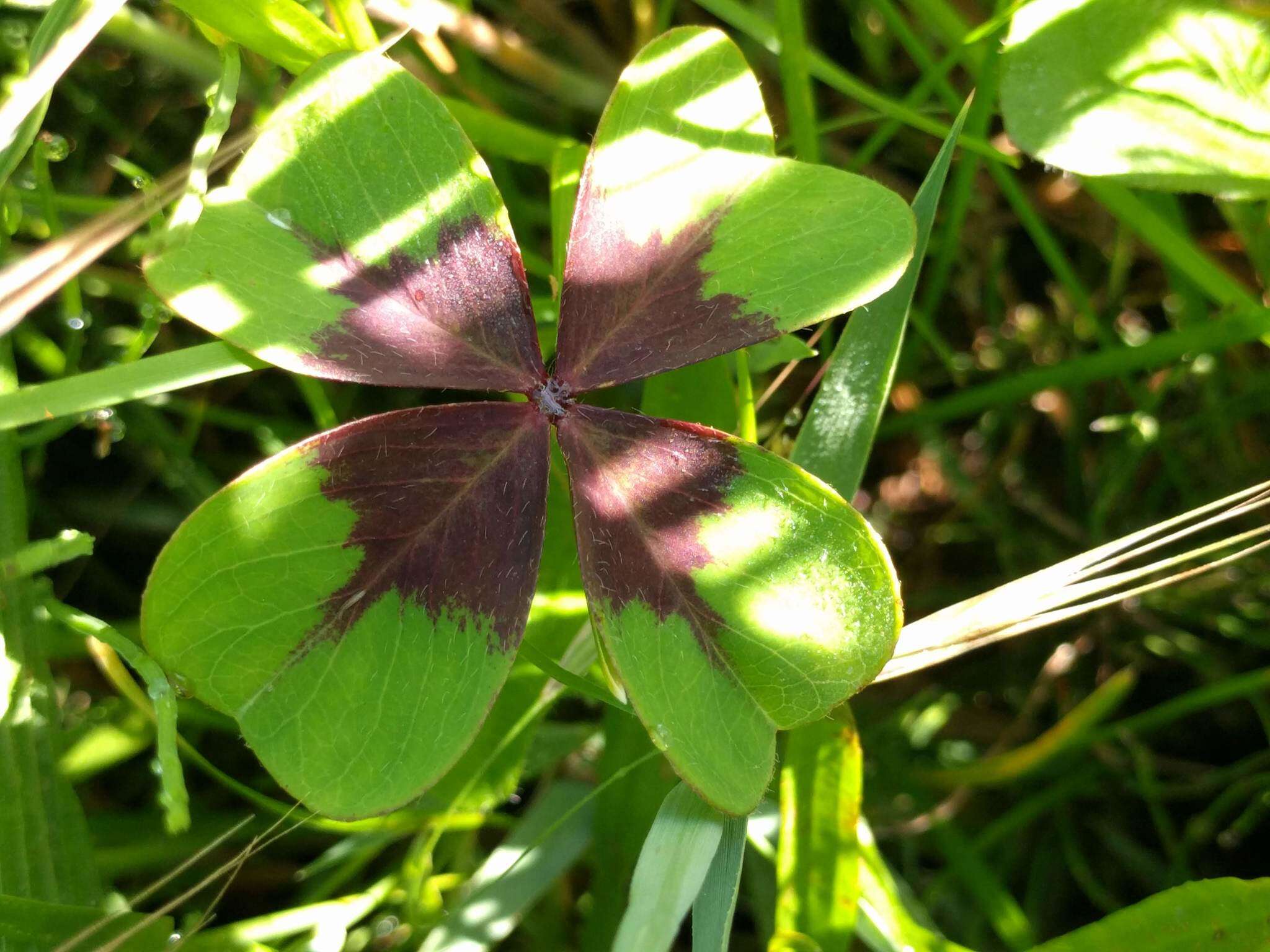 Imagem de Oxalis tetraphylla Cav.