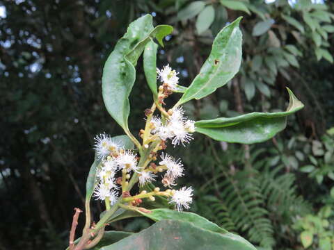 Image of Symplocos cochinchinensis (Lour.) Moore