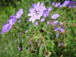 Image of hedgerow geranium