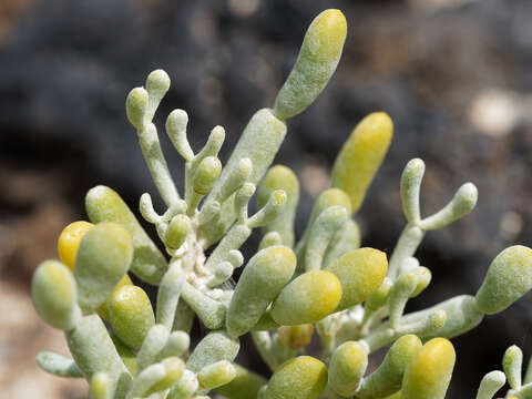 Image of Tetraena fontanesii (Webb & Berthel.) Beier & Thulin