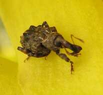 Image of Plum Curculio