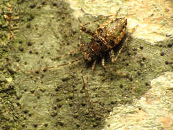 Image of Phytocoris