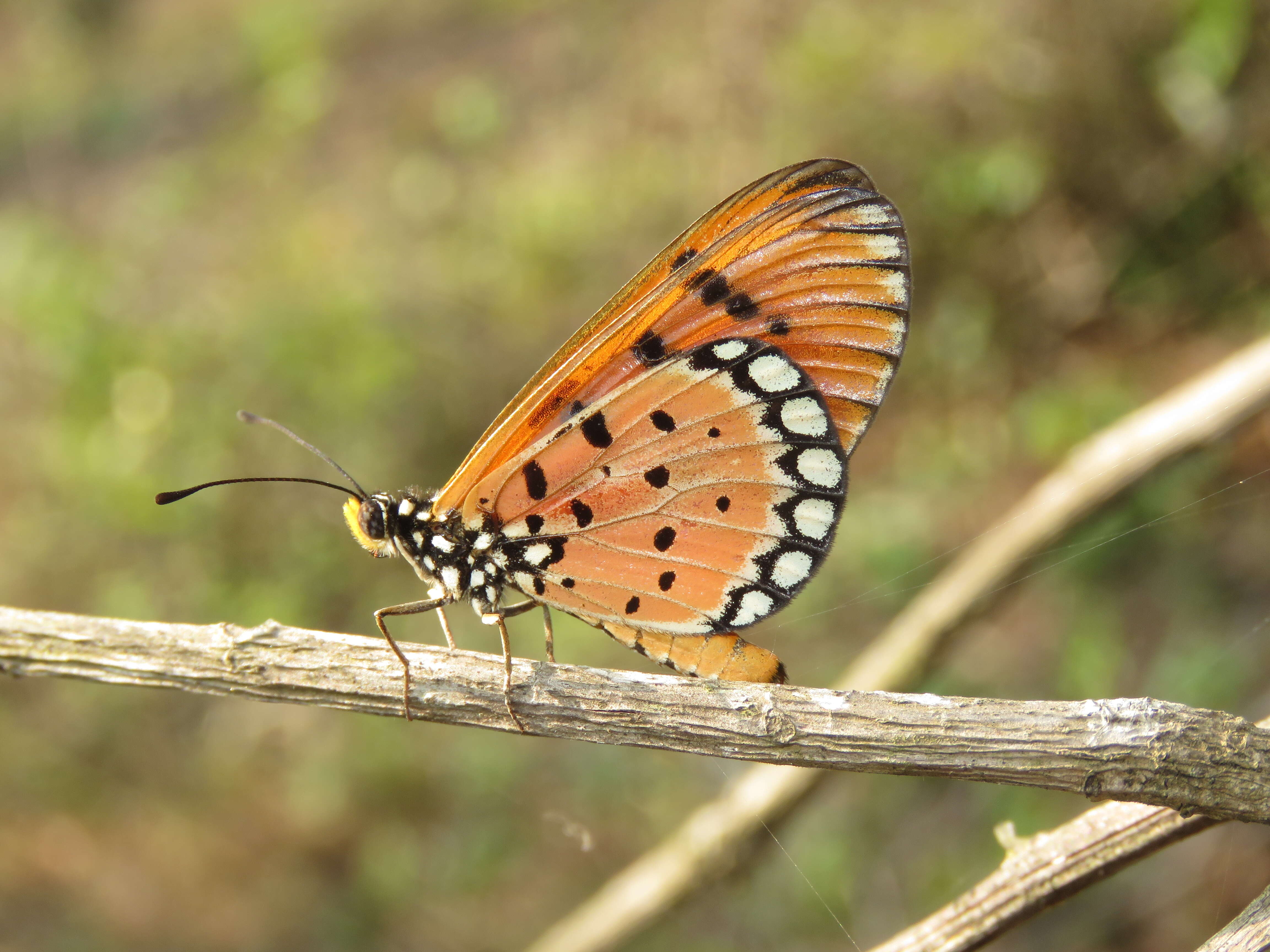 Image of Acraea terpsicore