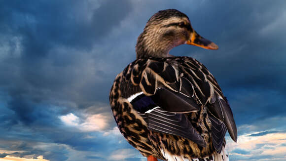 Image of Common Mallard