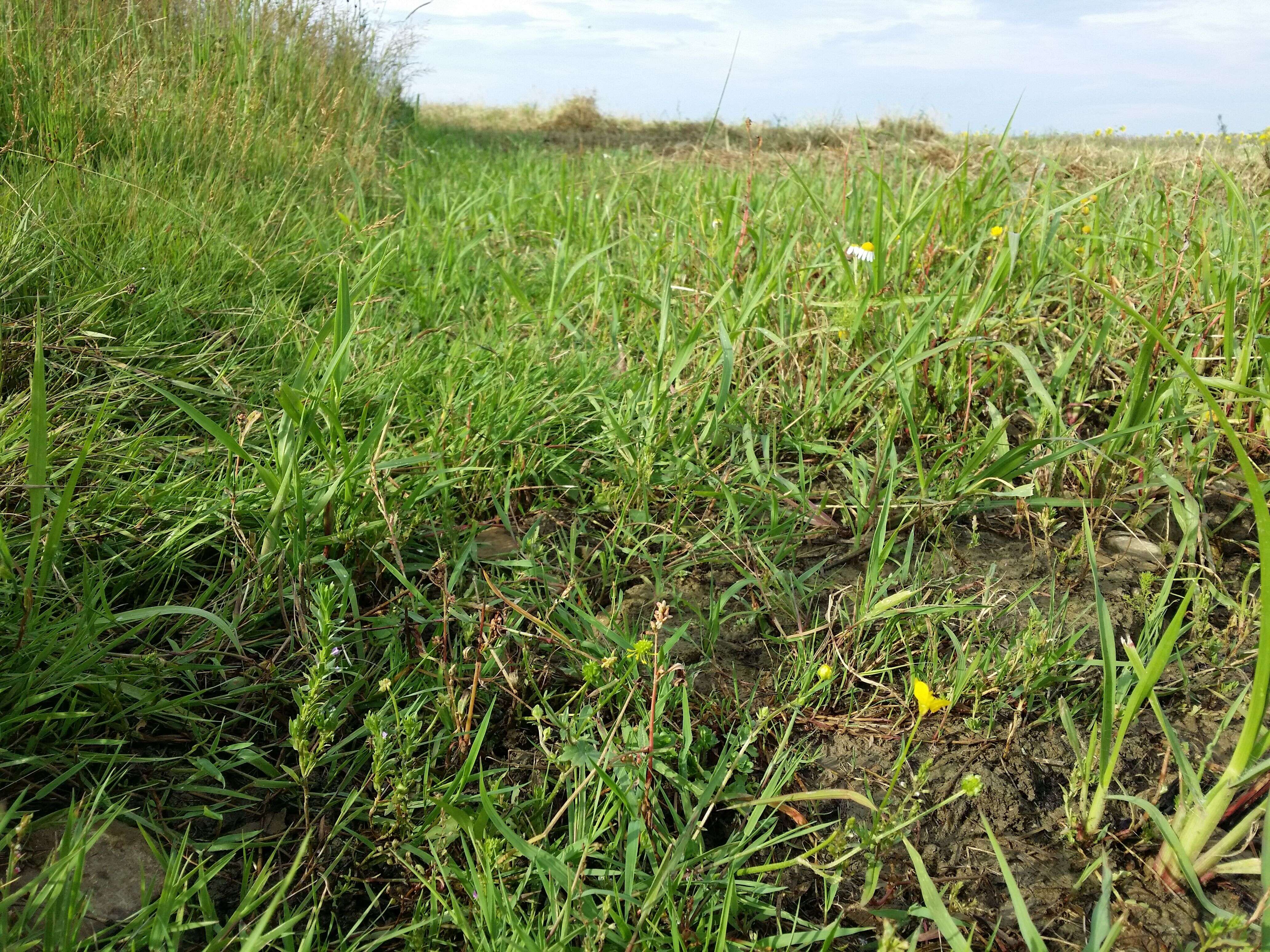 Plancia ëd Lythrum hyssopifolia L.