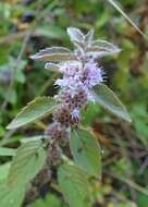 Image of Mentha canadensis L.