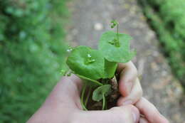 Image of Indian lettuce