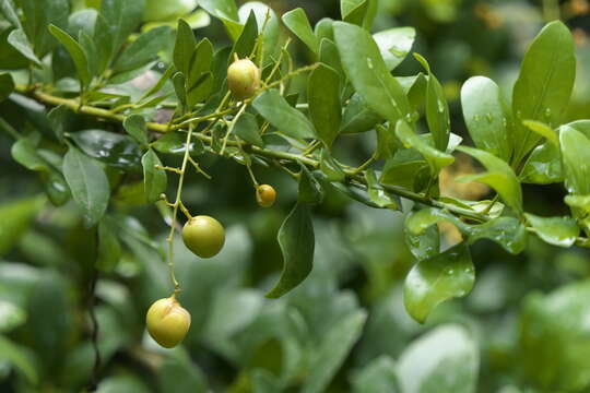 Image of Chinese perfume tree