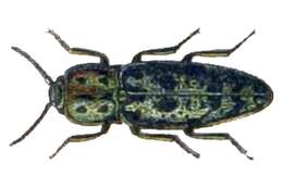 Image of Adelocera