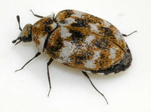 Image of Sacramento Anthicid Beetle