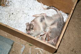 Image of rabbit-bandicoots