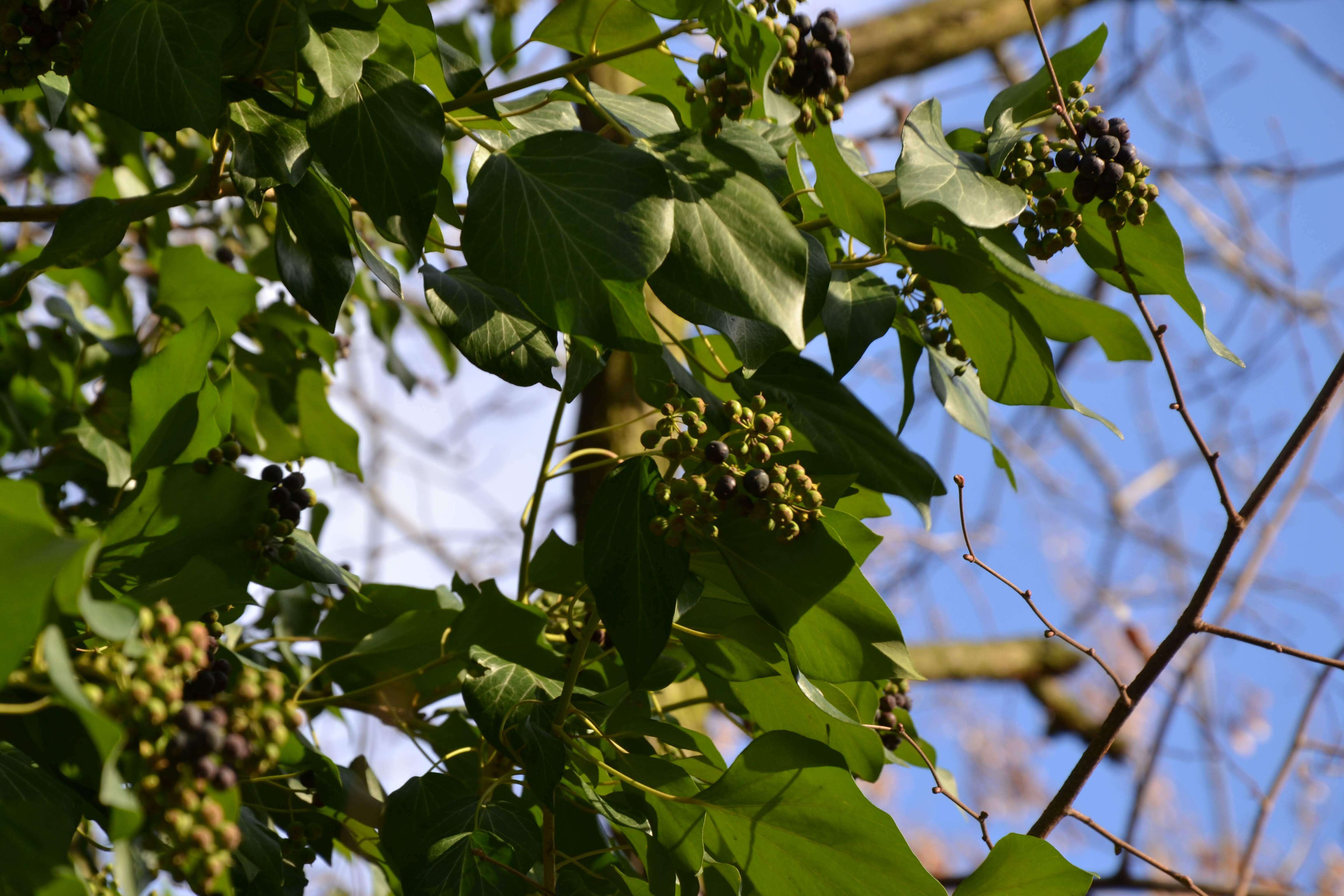 Image of English ivy