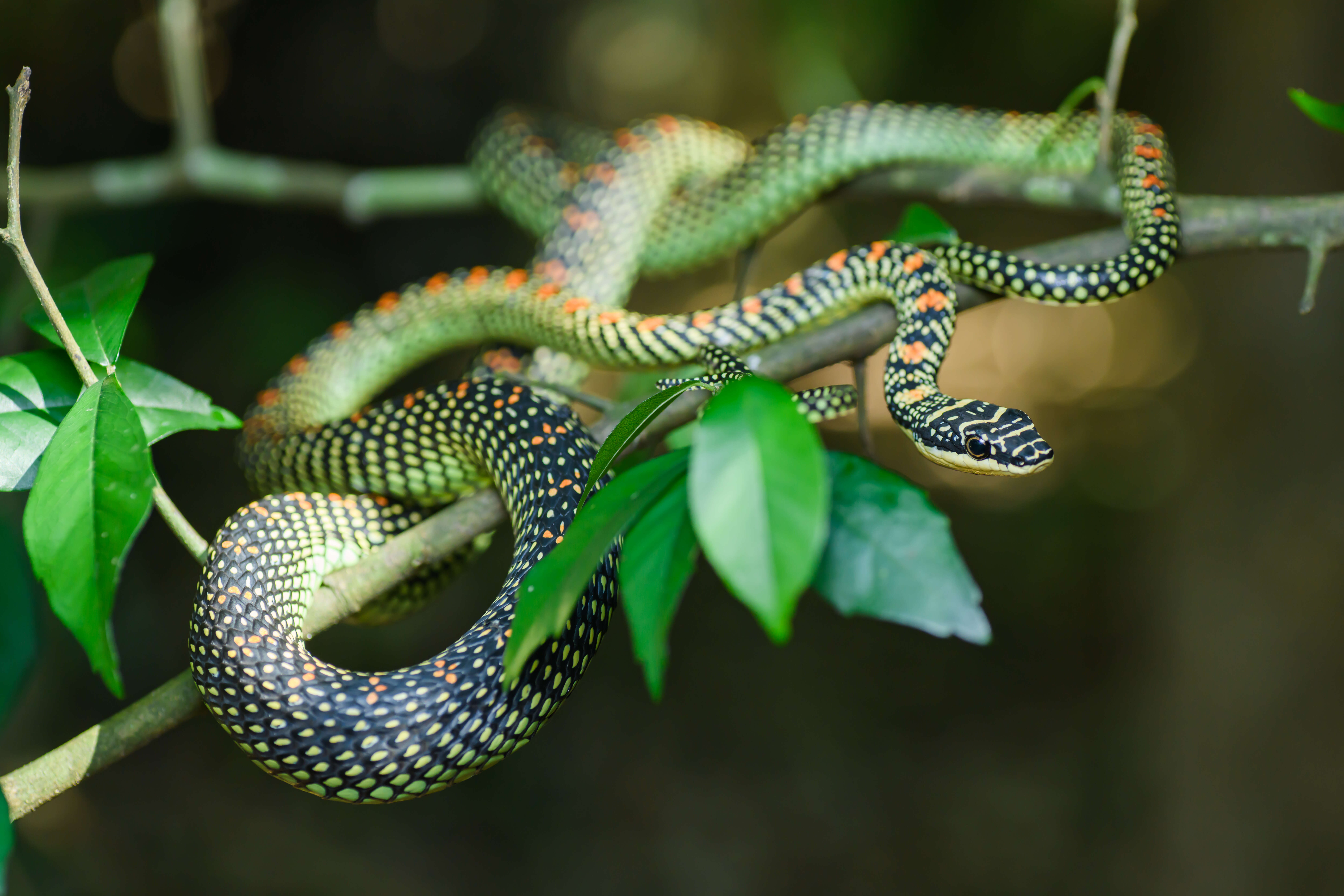 Image of Garden Flying Snake
