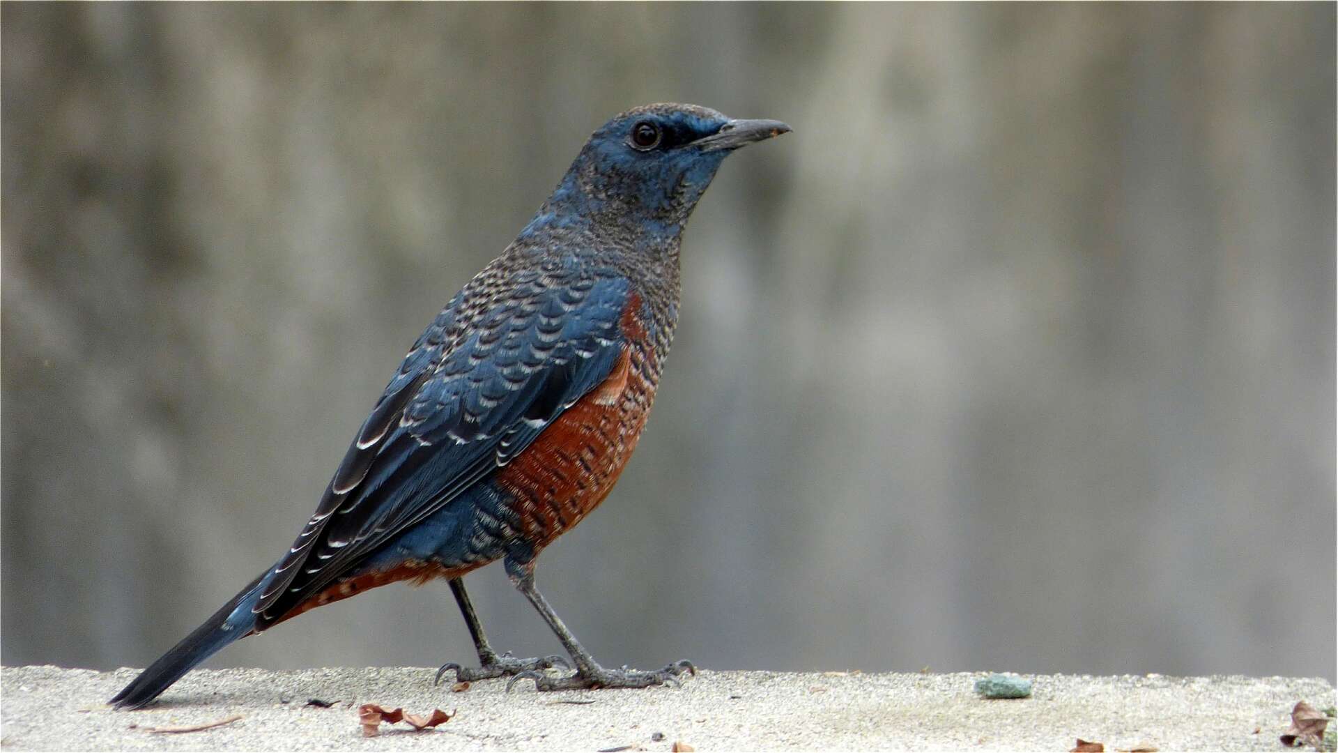 Plancia ëd Monticola solitarius (Linnaeus 1758)