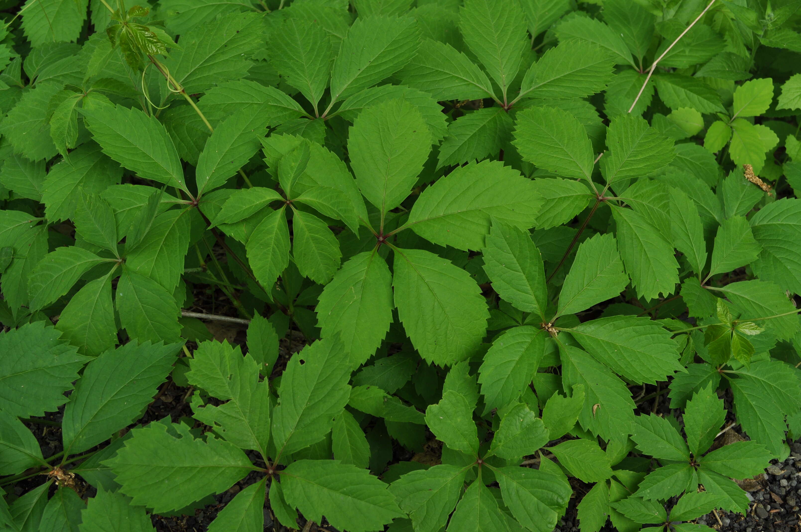 Image de vigne vierge vraie