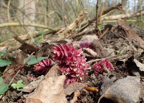 Image of common toothwort