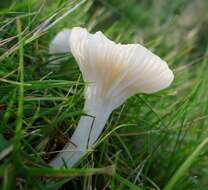 Image of Snowy Waxcap