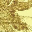 Sivun Diplogastridae kuva