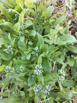 Image of Lewiston cornsalad