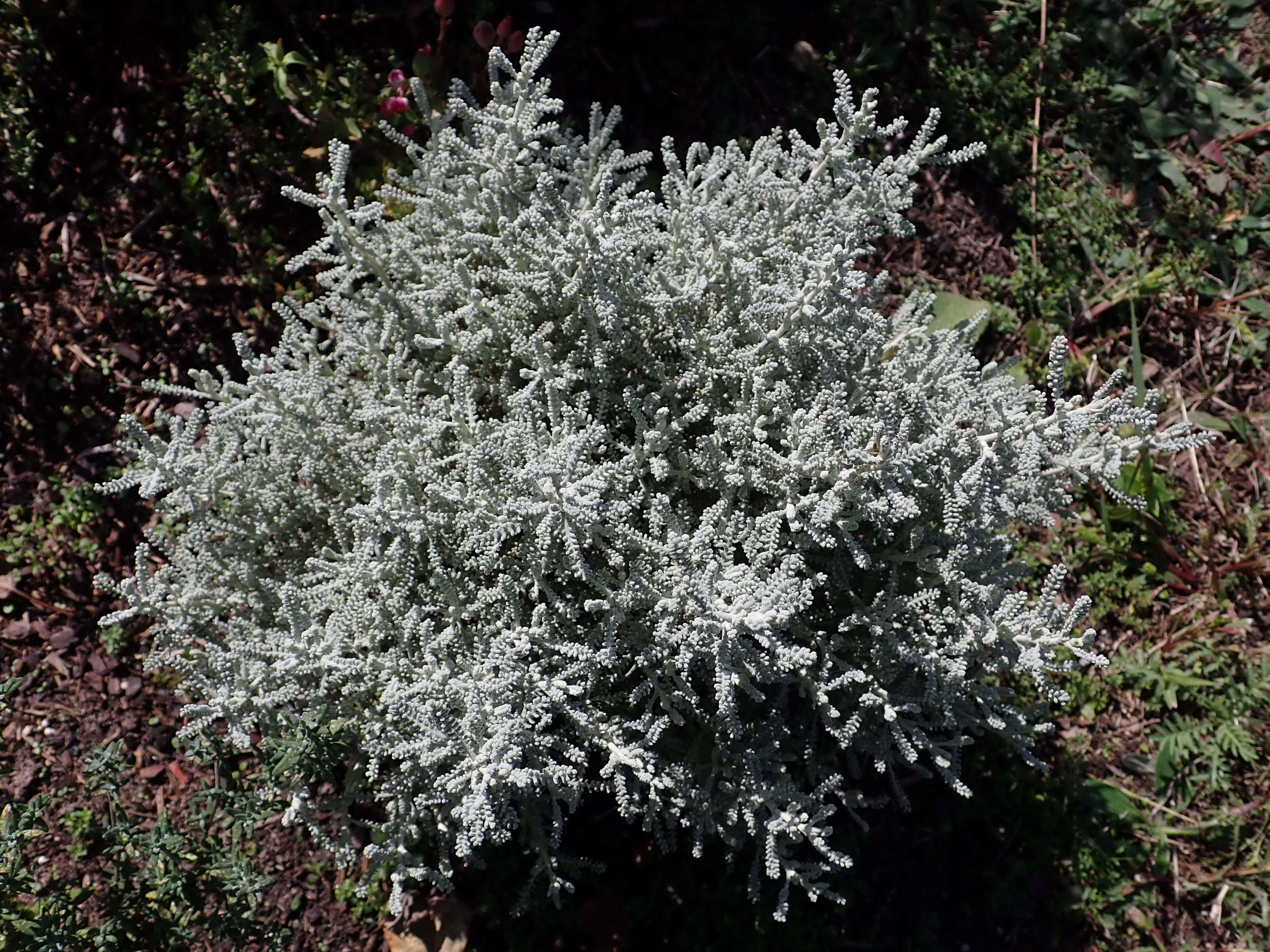 Image of lavender cotton