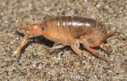 Image of California beach flea