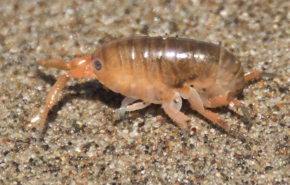 Image of California beach flea