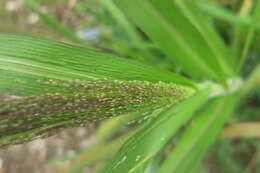 Image of witch grass