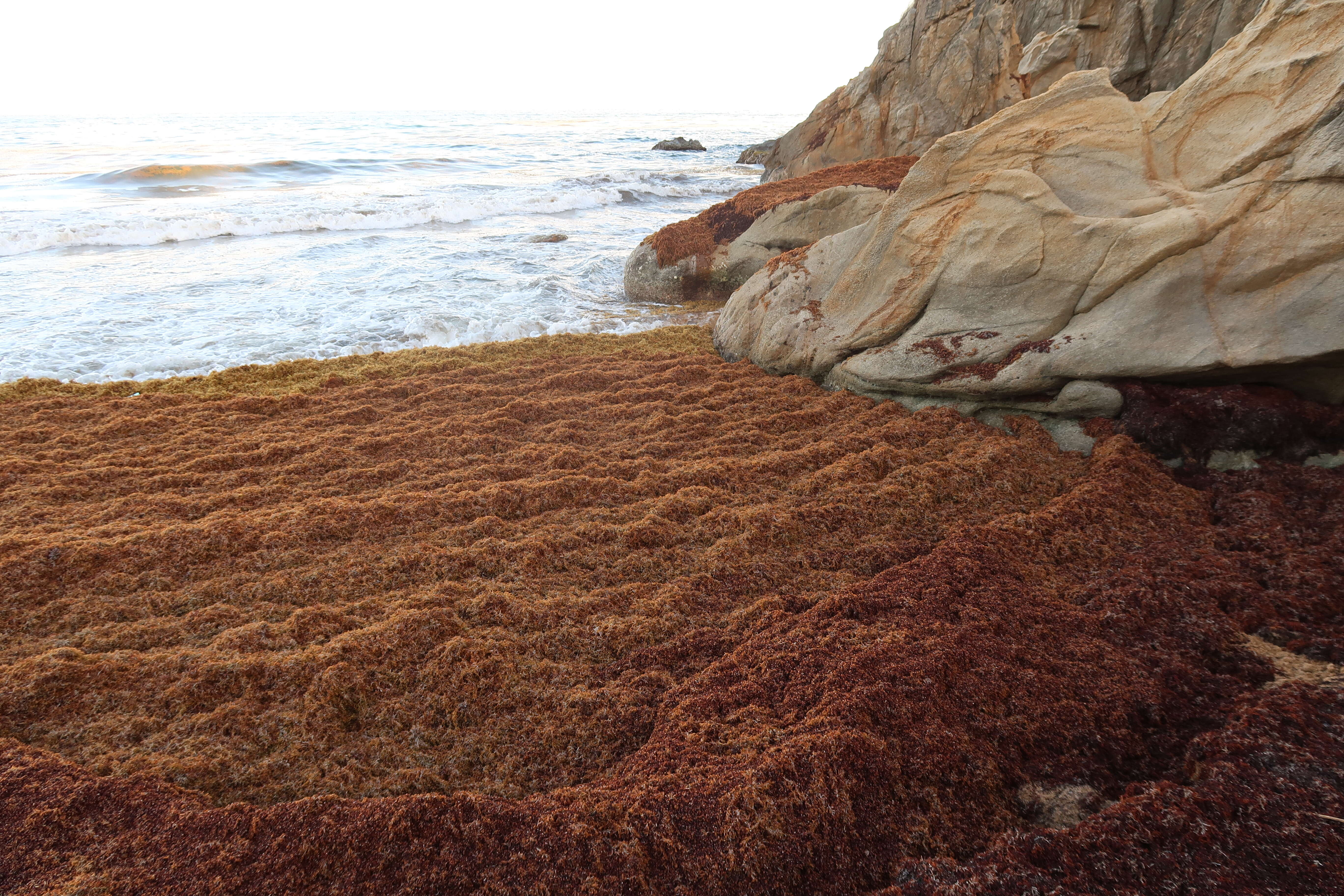 Image of Sargassum