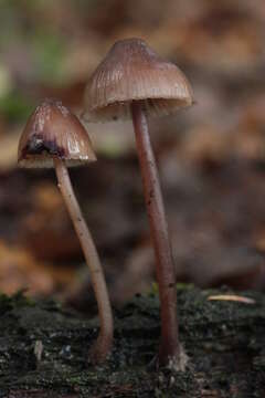 Image of Mycena haematopus (Pers.) P. Kumm. 1871