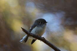 Image of New Zealand Tomtit