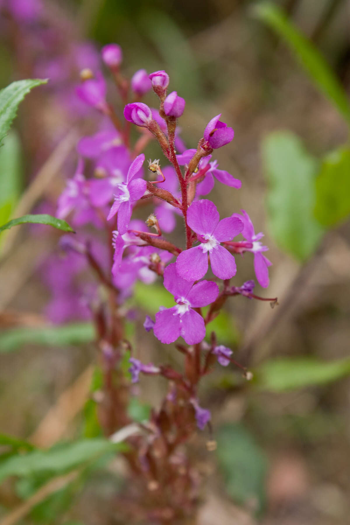 Image de Stylidium graminifolium Sw. ex Willd.