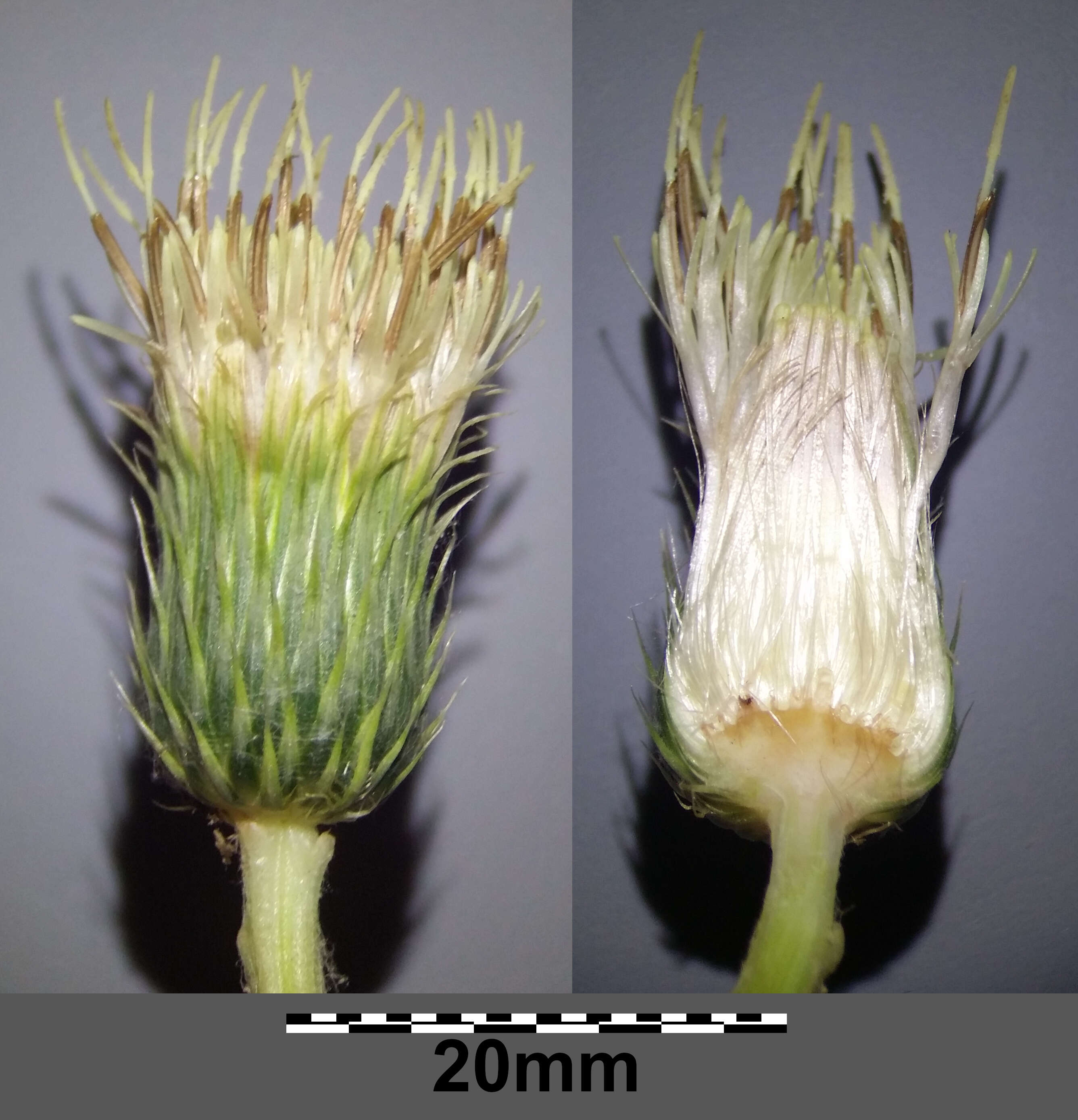 Image of Cabbage Thistle