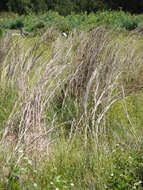 Imagem de Andropogon glomeratus (Walter) Britton, Sterns & Poggenb.