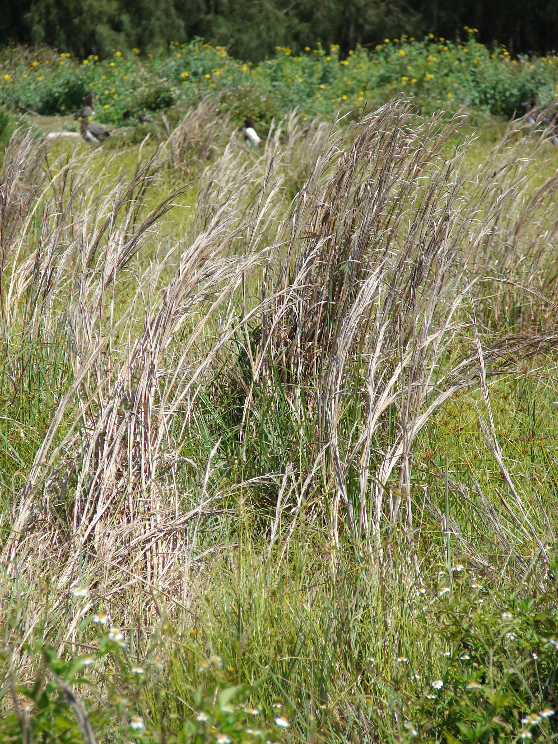 Imagem de Andropogon glomeratus (Walter) Britton, Sterns & Poggenb.