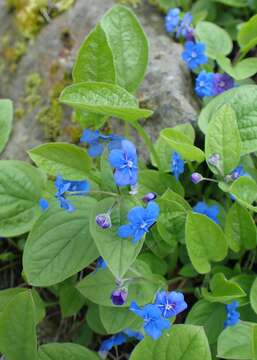 Omphalodes verna Moench resmi