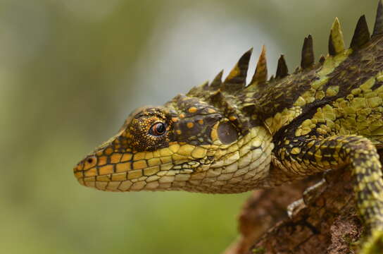 Image of Anaimalai Spiny Lizard